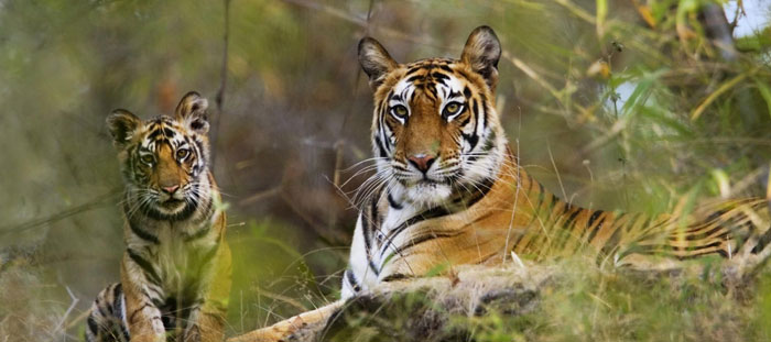 Assam Wildlife 4N/5D – Manas, Pobitora, Kaziranga